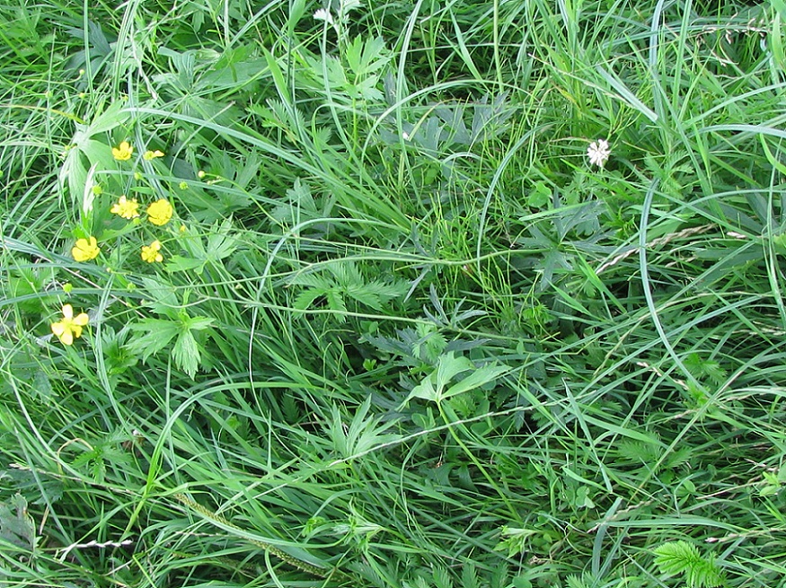 Image of Ranunculus repens specimen.