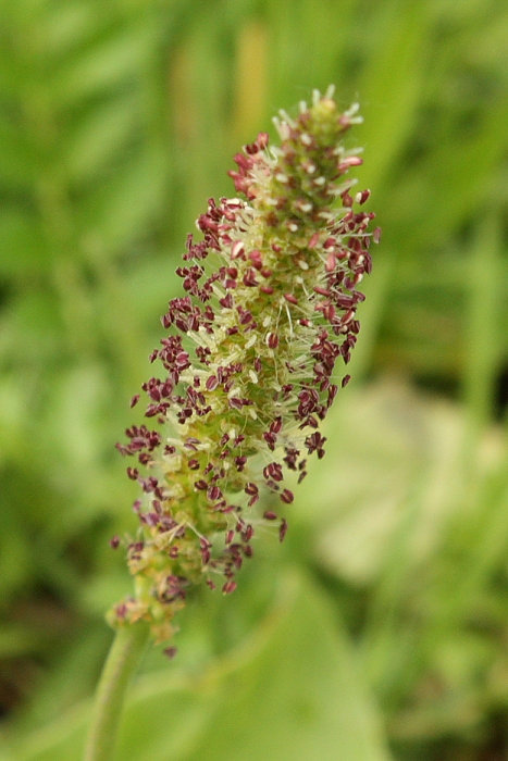 Image of Plantago major specimen.