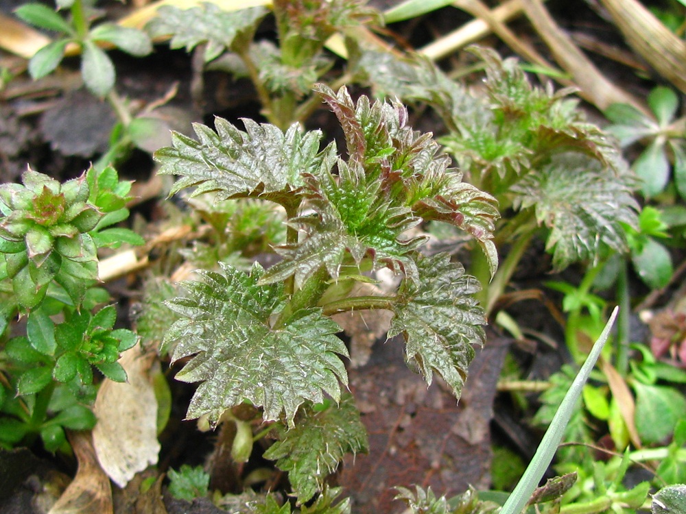 Image of Urtica dioica specimen.