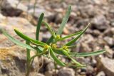 Euphorbia ledebourii. Верхушка цветущего растения. ЮВ Крым, окр. пос. Новый Свет, гора Сокол. 20 апреля 2013 г.