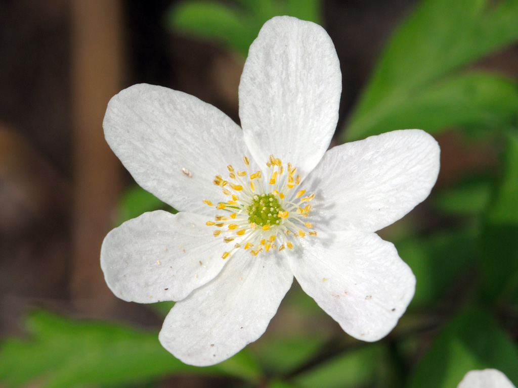 Image of Anemone nemorosa specimen.