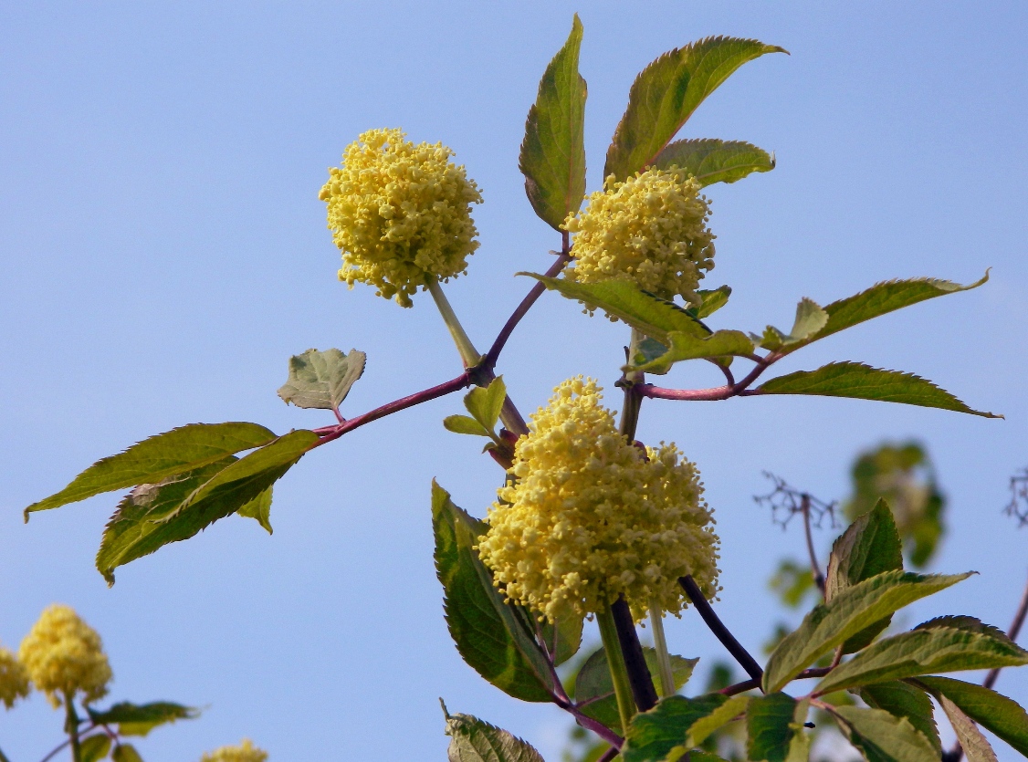 Изображение особи Sambucus racemosa.