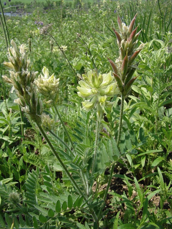 Изображение особи Oxytropis pilosa.