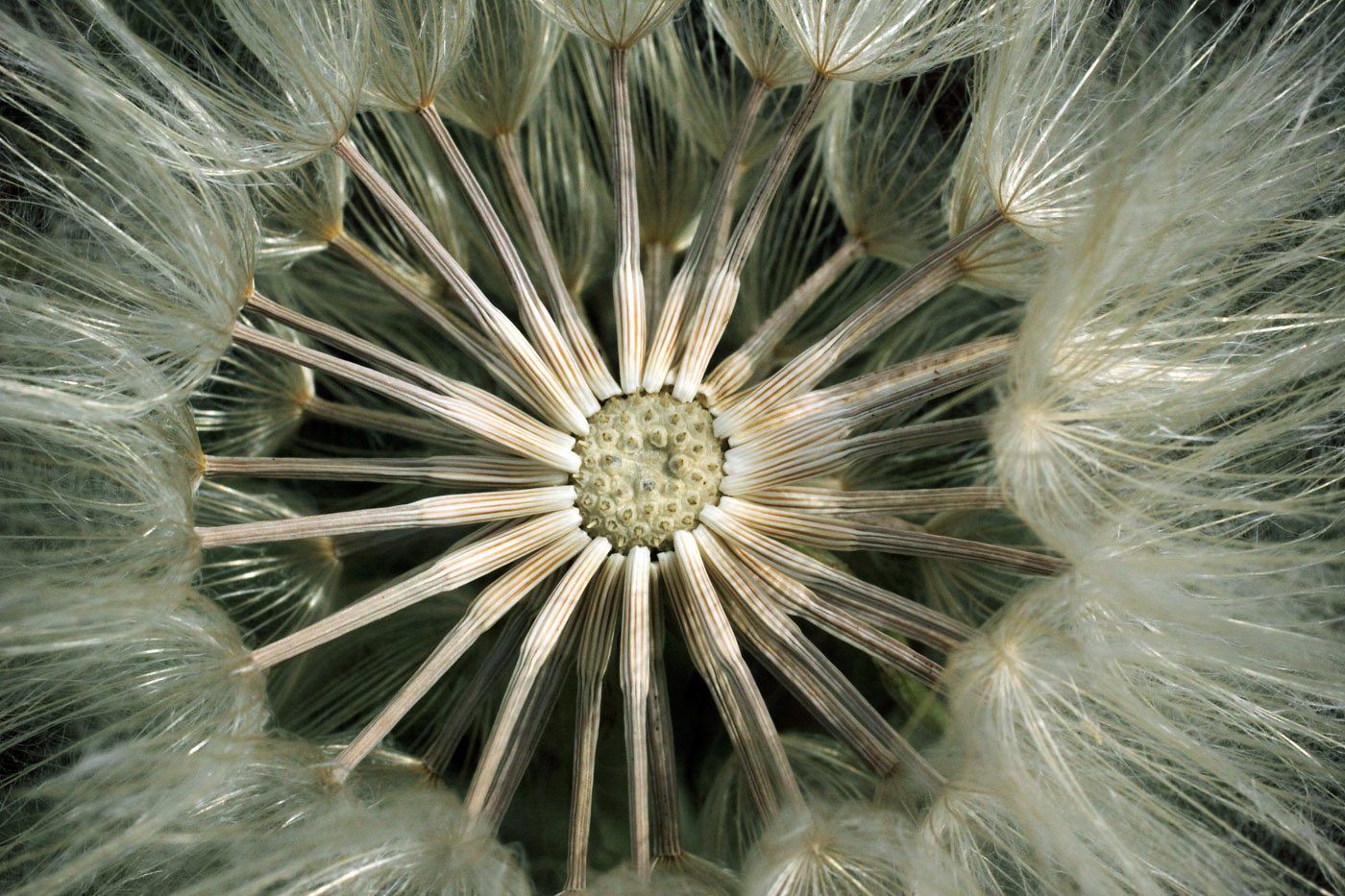 Image of Scorzonera songorica specimen.