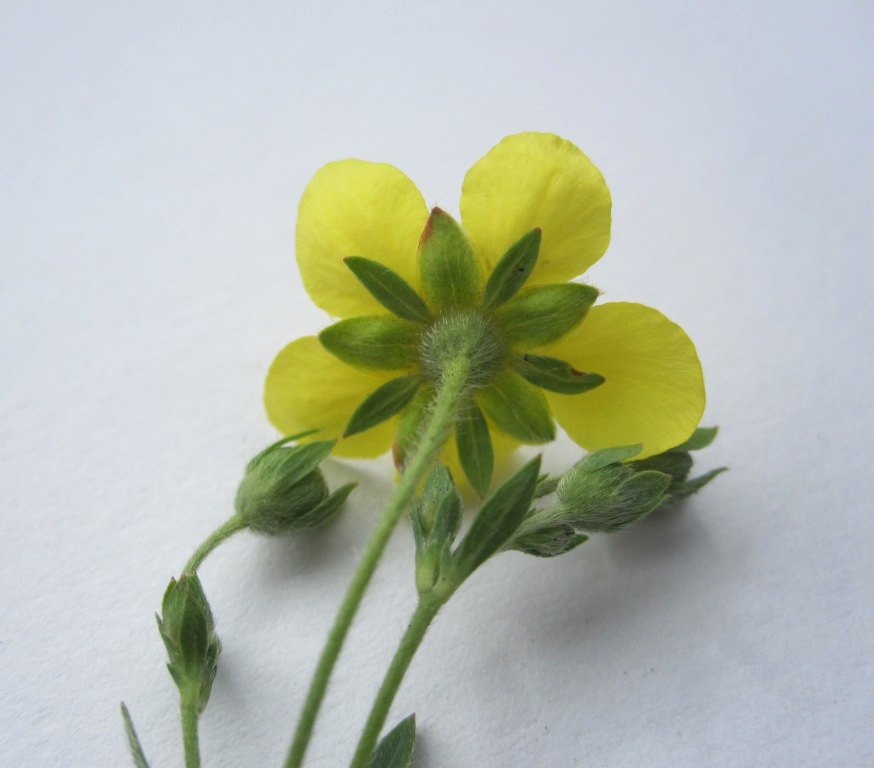 Image of Potentilla bifurca specimen.