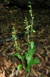 Epipactis muelleri. Расцветающие растения. Крым, склон Долгоруковской яйлы, буковый лес. 5 июля 2013 г.