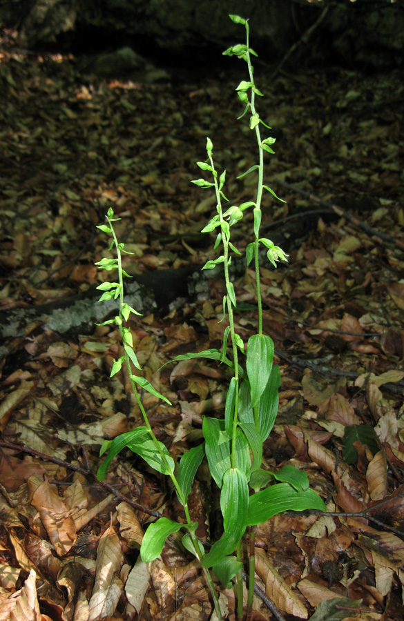 Image of Epipactis muelleri specimen.