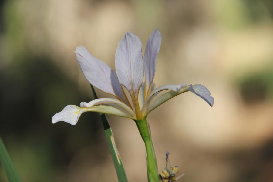 Изображение особи Iris sogdiana.