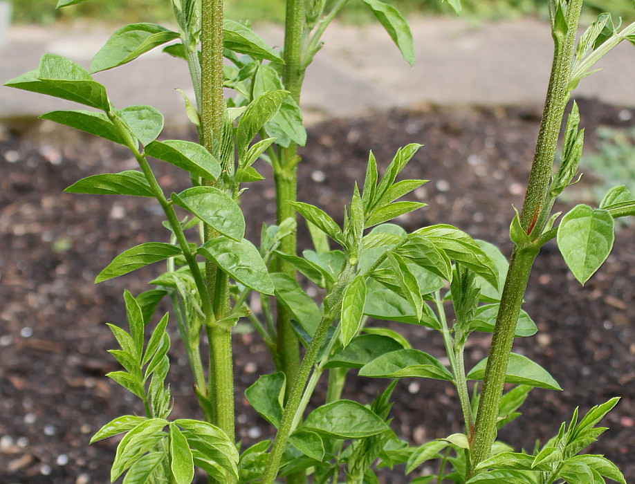 Image of Glycyrrhiza echinata specimen.