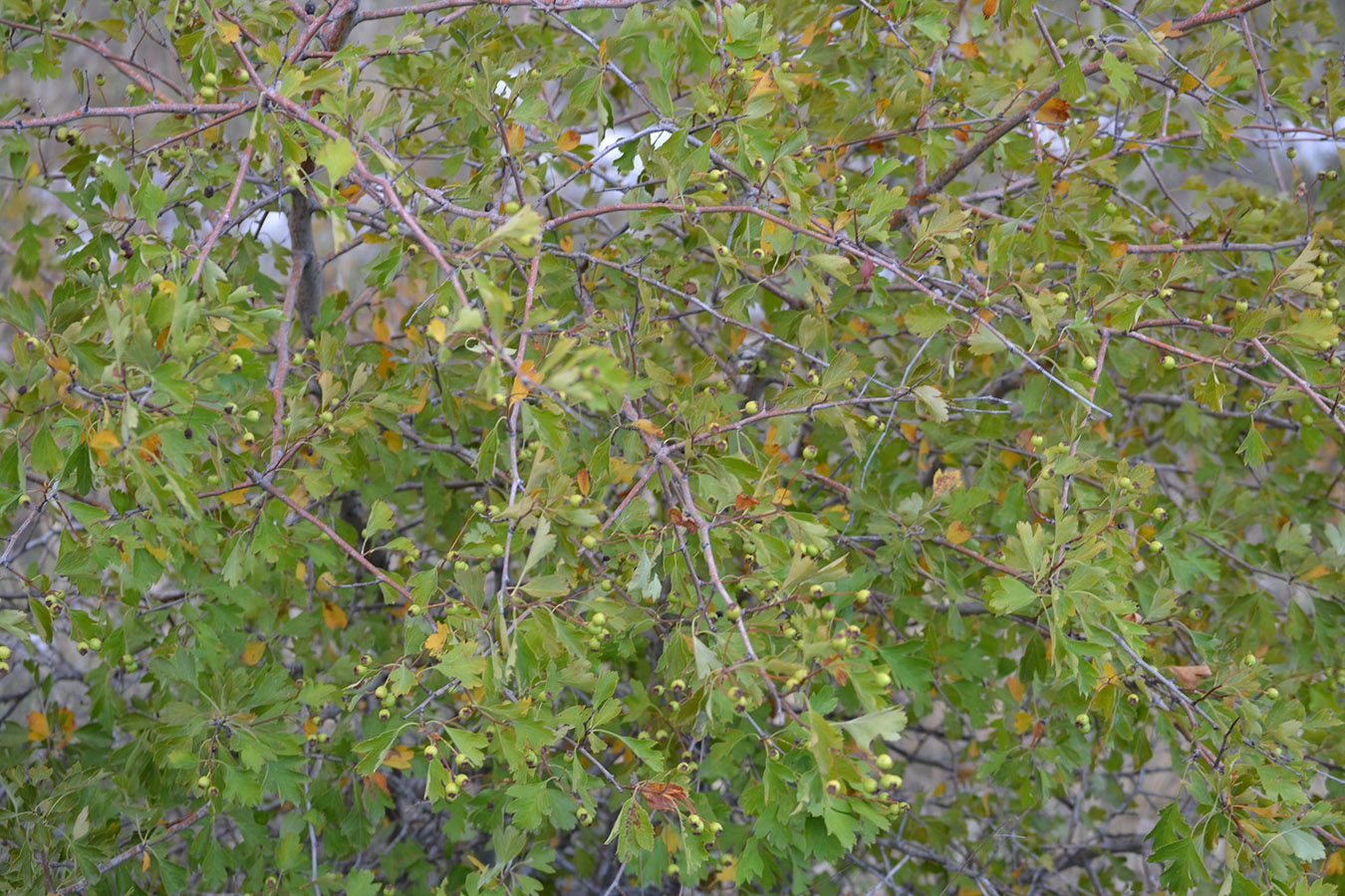 Image of Crataegus taurica specimen.