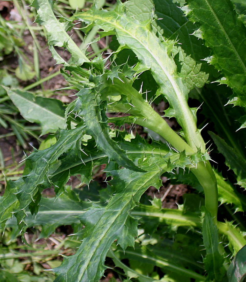 Image of Morina longifolia specimen.