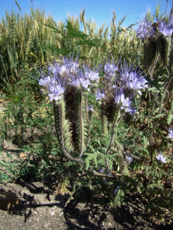 Image of Phacelia tanacetifolia specimen.