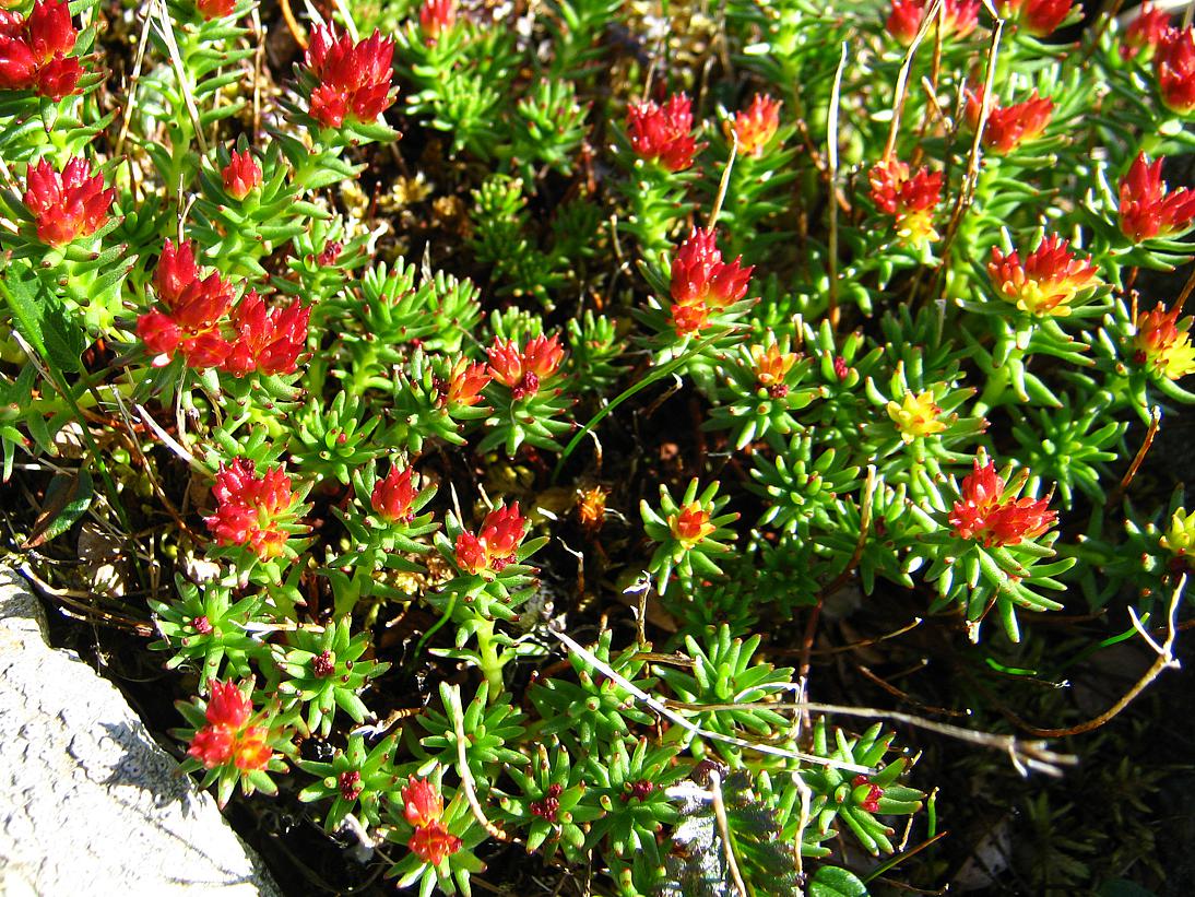 Изображение особи Rhodiola quadrifida.