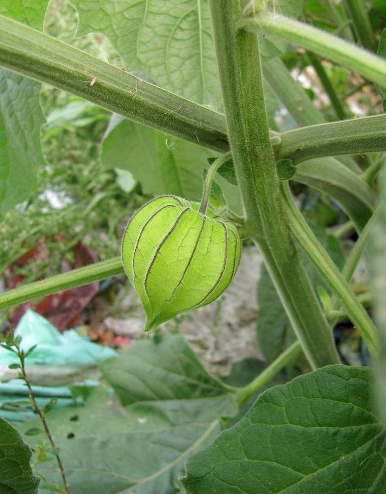 Image of Physalis peruviana specimen.