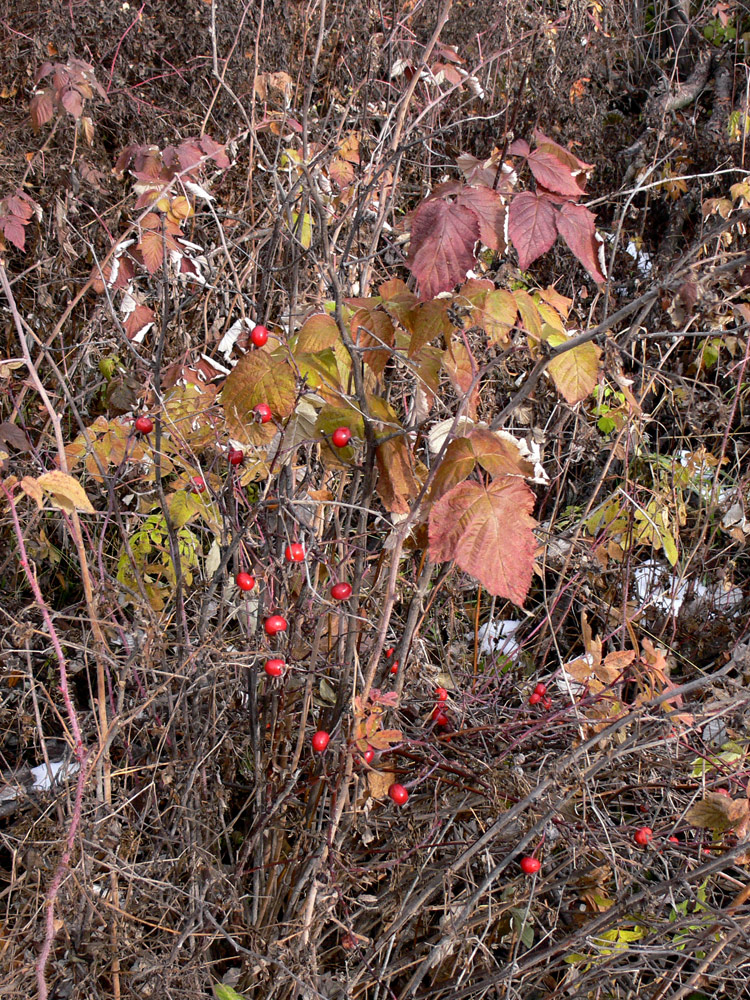 Изображение особи Rosa cinnamomea.