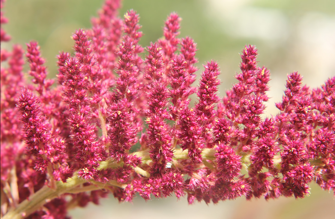 Image of Amaranthus hypochondriacus specimen.