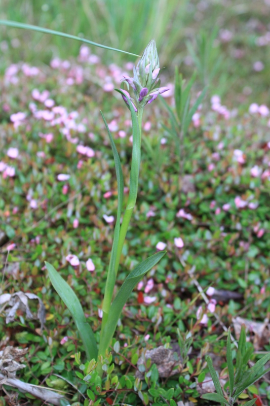 Изображение особи семейство Orchidaceae.