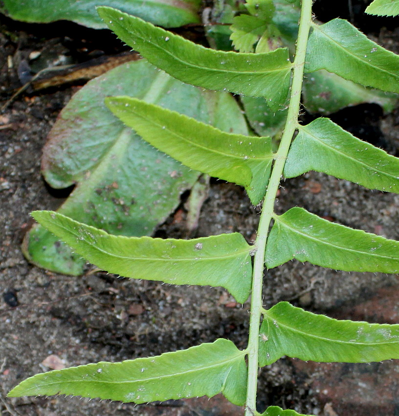 Изображение особи Polystichum acrostichoides.