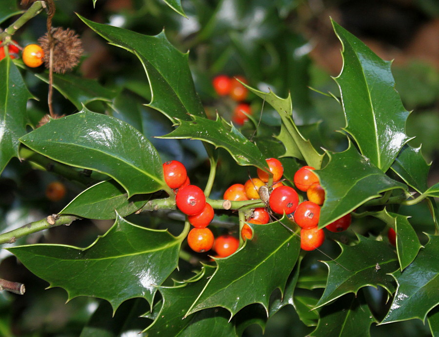 Изображение особи Ilex aquifolium.