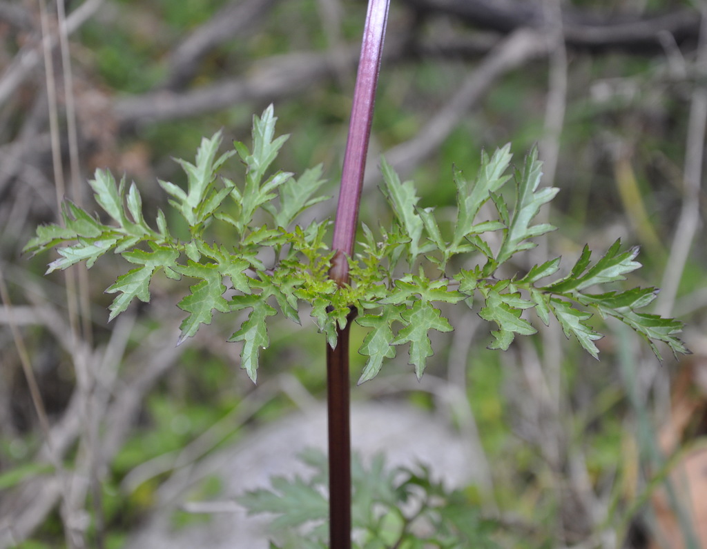 Image of Scrophularia lucida specimen.