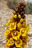 Смотреть изображение Cistanche tubulosa