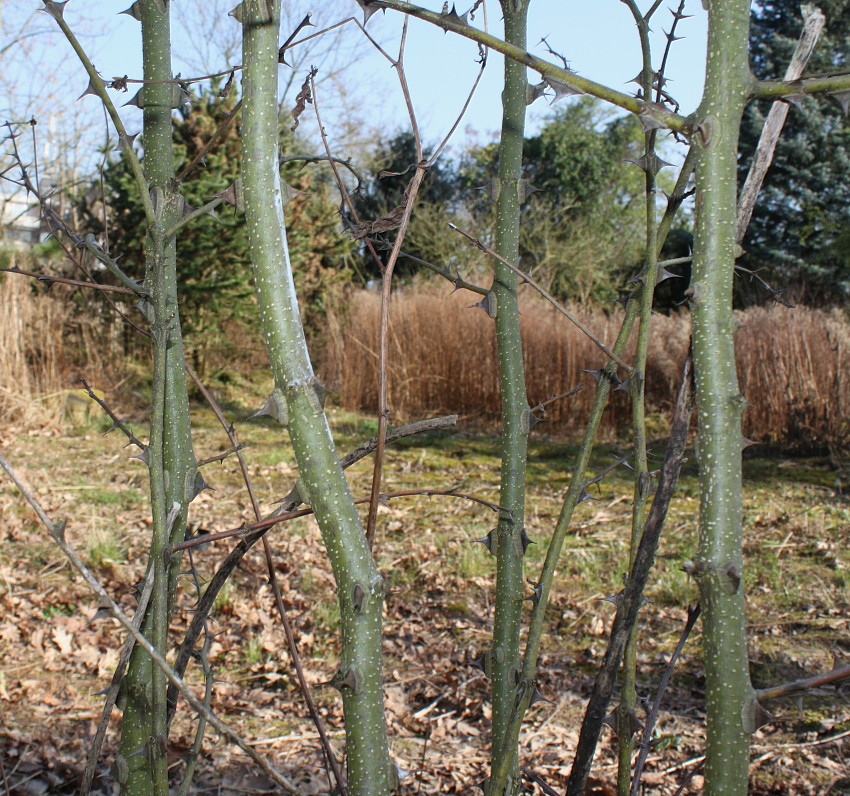 Image of Zanthoxylum americanum specimen.