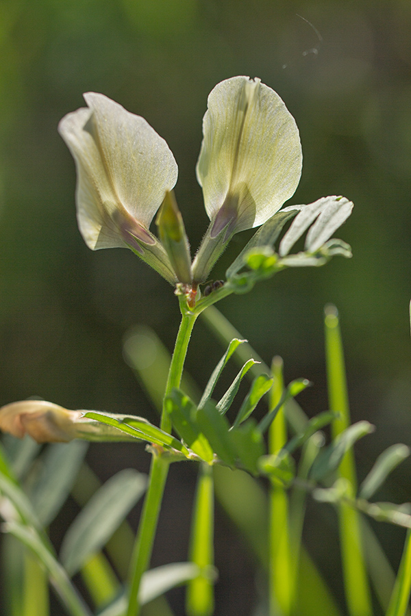 Image of Vicia grandiflora specimen.