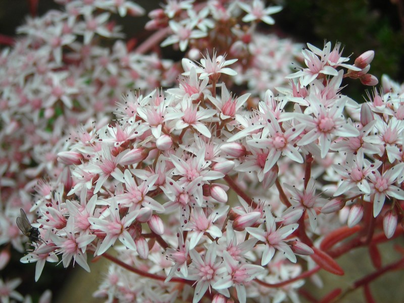 Изображение особи Sedum album.