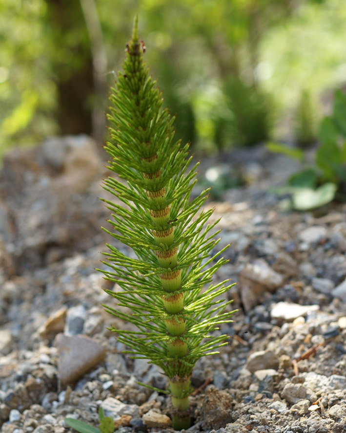 Image of Equisetum telmateia specimen.