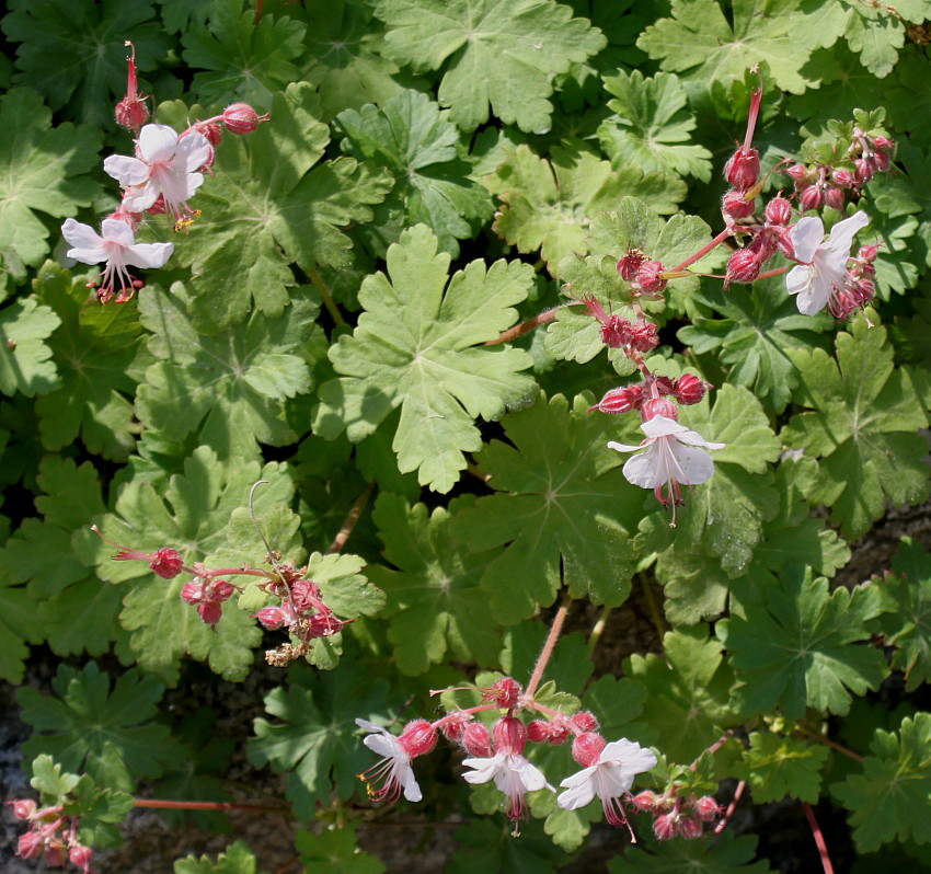 Изображение особи Geranium &times; cantabrigiense.