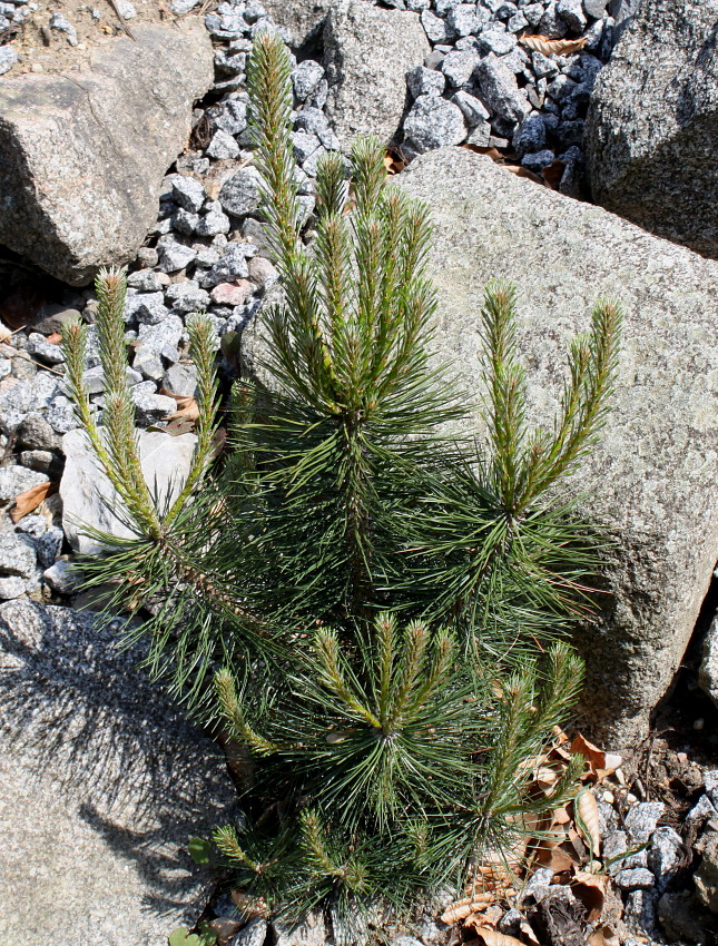 Image of Pinus mugo specimen.