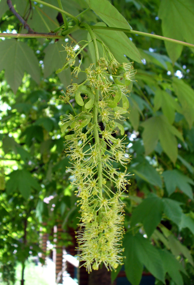 Image of Acer pseudoplatanus specimen.