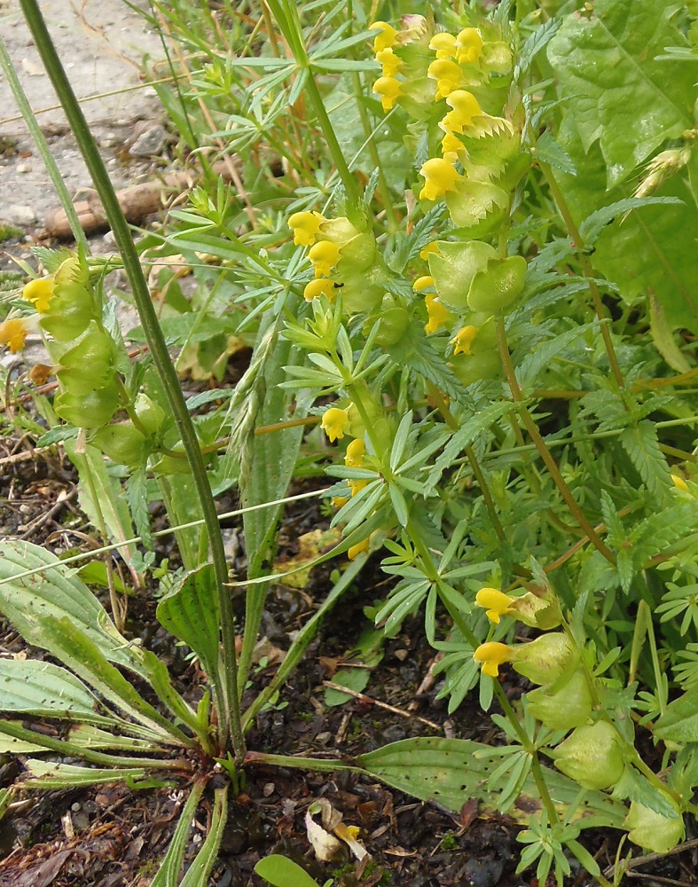 Image of Rhinanthus minor specimen.