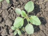 View full-size image Amaranthus retroflexus