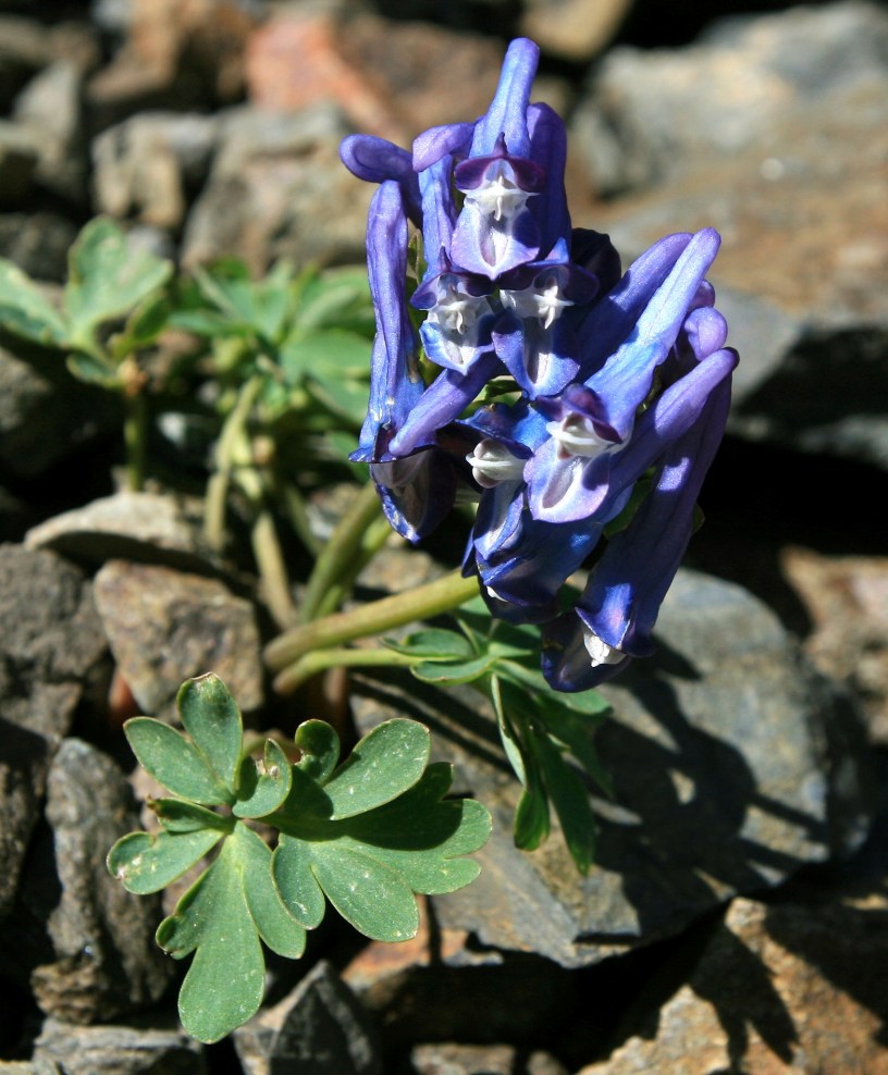 Изображение особи род Corydalis.