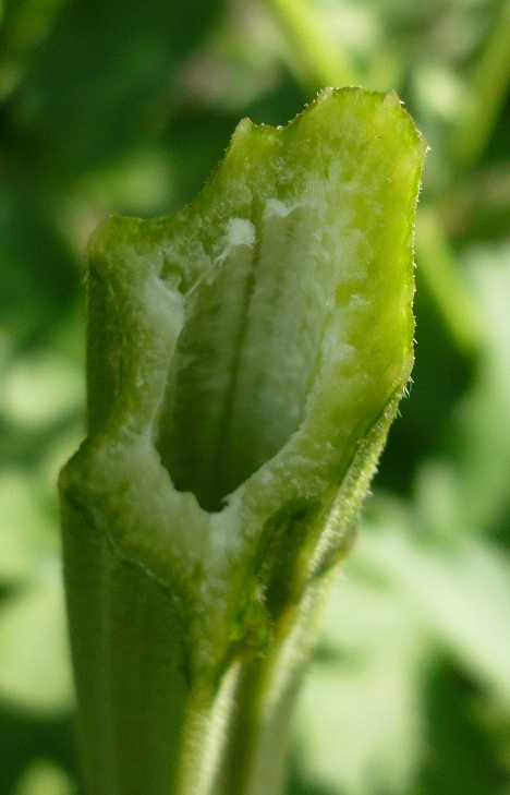 Изображение особи Pastinaca sylvestris.