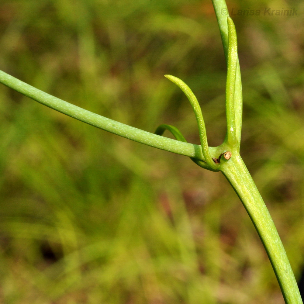 Image of Lilium cernuum specimen.