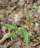 Epipactis helleborine subspecies degenii