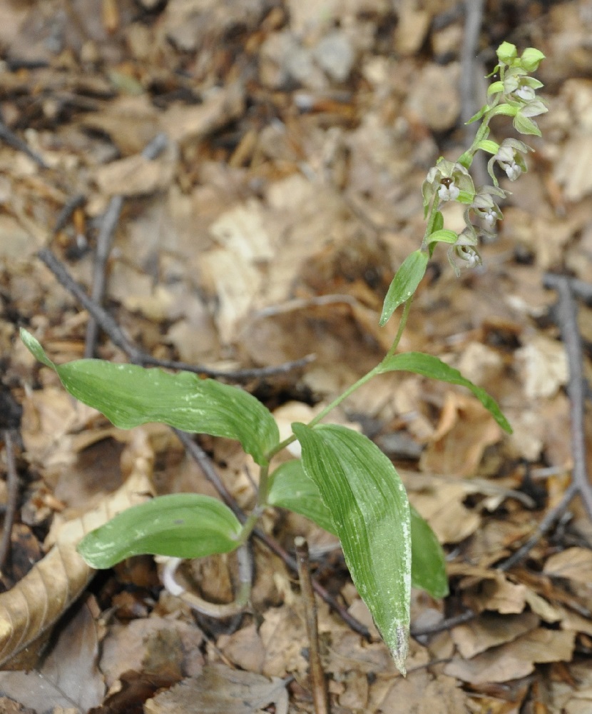 Image of Epipactis helleborine ssp. degenii specimen.