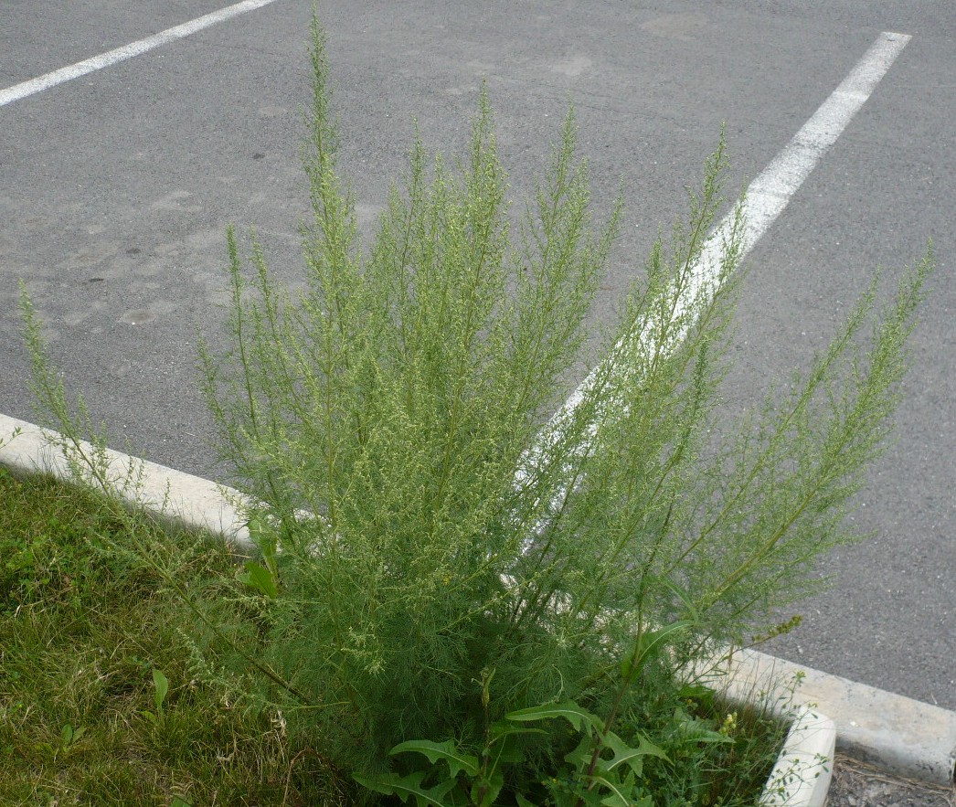 Image of genus Artemisia specimen.