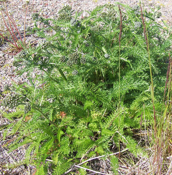 Image of Achillea apiculata specimen.