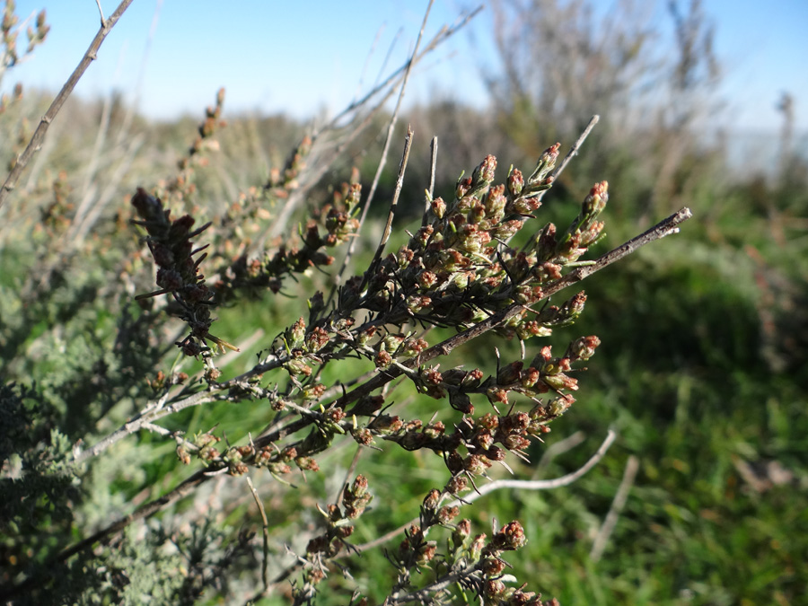 Image of Artemisia taurica specimen.