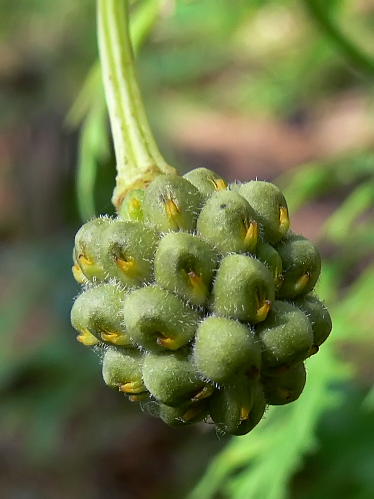 Image of Adonis apennina specimen.