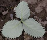 Смотреть изображение Potentilla argyrophylla разновидность atrosanguinea