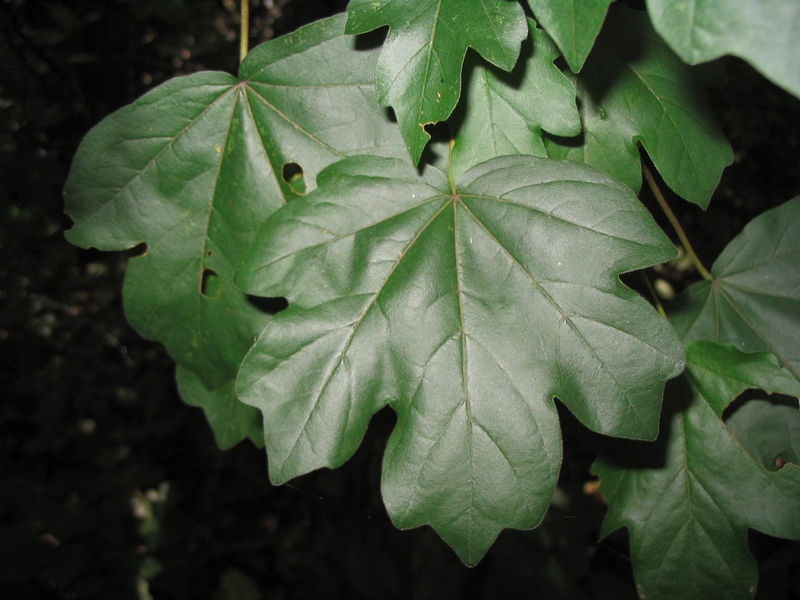 Image of Acer campestre specimen.