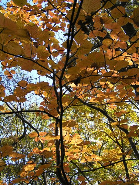 Image of Sorbus alnifolia specimen.