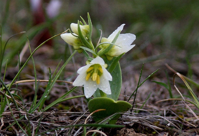 Изображение особи Rhinopetalum stenantherum.