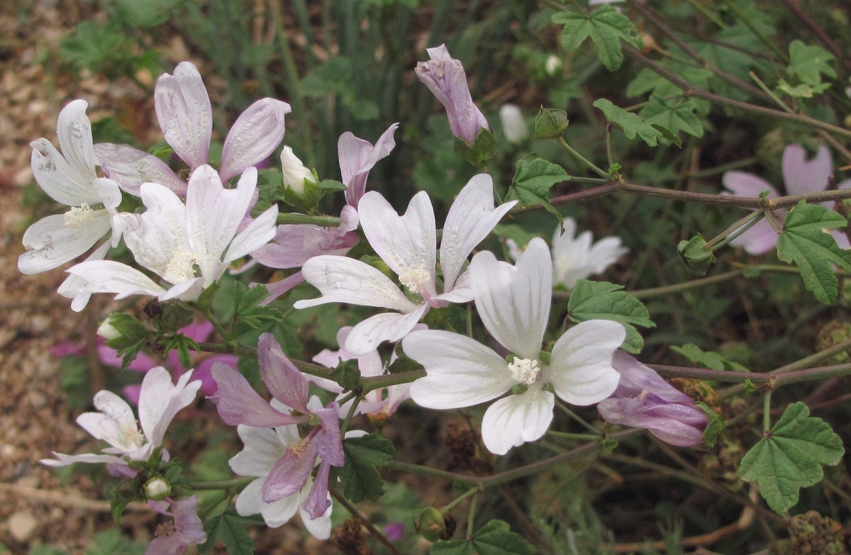 Изображение особи Malva erecta.