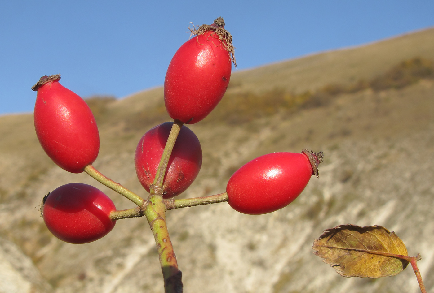 Изображение особи Rosa corymbifera.