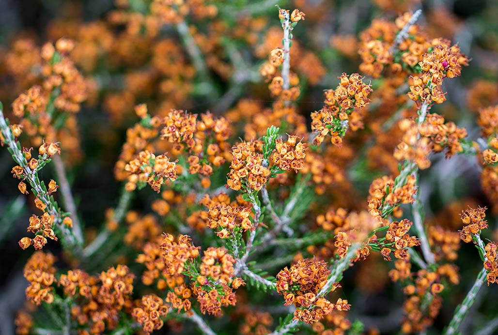 Image of Erica manipuliflora specimen.